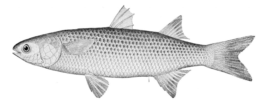 سمك بوري