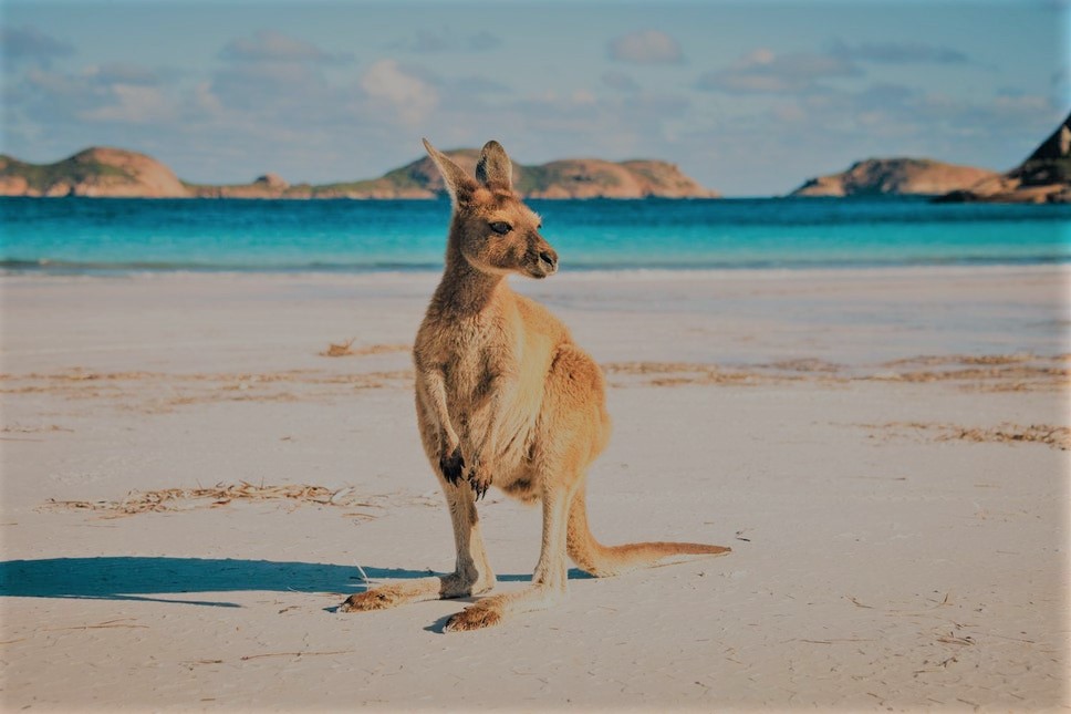 شروط السفر إلى أستراليا للسياحة